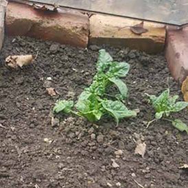 The Importance of Soil (and Soul) Mending Image